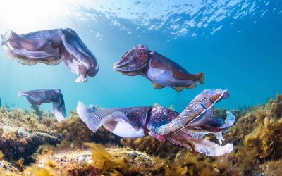 Migration of Giant Cuttlefish